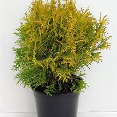 Thuja occ. 'Golden Globe'