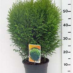 Thuja occ. 'Little Giant'