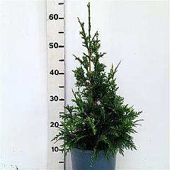 Thuja pl. 'Can-Can'