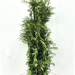 Thuja pl. 'Excelsa'