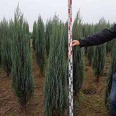 Juniperus scop. 'Blue Arrow'