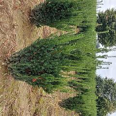 Taxus media 'Hillii'