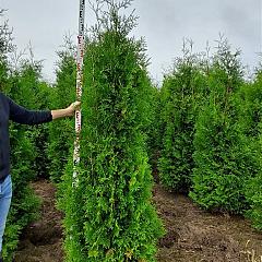 Thuja occ. 'Brabant'