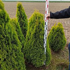 Thuja occ. 'Golden Smaragd'