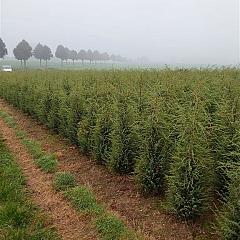 Juniperus comm. 'Hibernica'