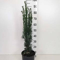 Taxus b. 'Fastigiata Robusta'