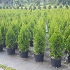 Thuja occ. 'Smaragd'