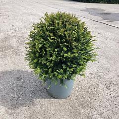 Taxus baccata