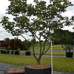 Acer japonicum 'Aconitifolium'