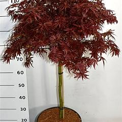 Acer pal. 'Shaina'