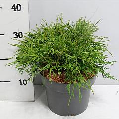 Chamaecyparis p. 'Filifera Nana'