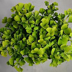 Ginkgo biloba 'Mariken'