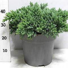 Juniperus squamata 'Blue Star'