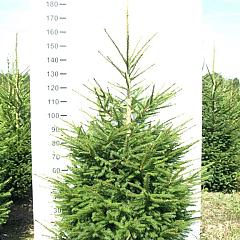 Picea abies