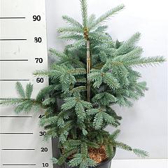 Picea pungens 'Fat Albert'