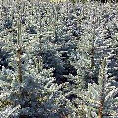 Picea pungens 'Glauca'