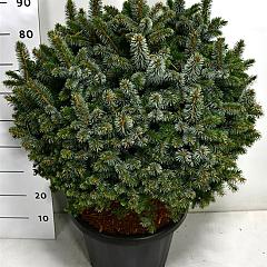 Picea sitchensis 'Papoose'