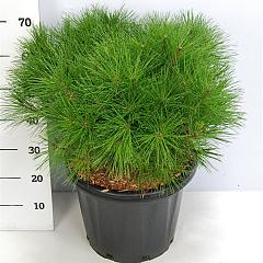 Pinus densiflora 'Alice Verkade'