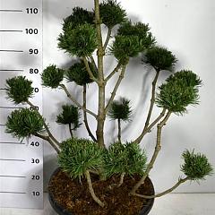 Pinus mugo "Noack"