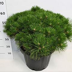 Pinus nigra 'Pierrick Brégeon'