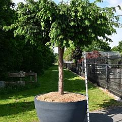 Taxus b. 'Dovastoniana'