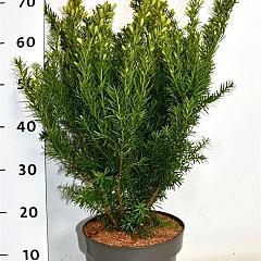 Taxus media 'Farmen'