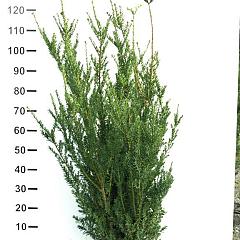 Taxus media 'Hillii'