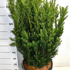 Taxus media 'Hillii'