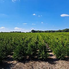 Thuja occ. 'Brabant'