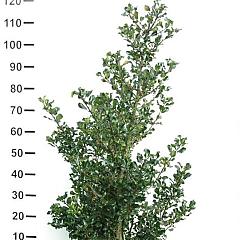 Ilex meserv. 'Blue Prince'