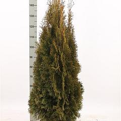 Thuja occ. 'Smaragd'