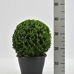 Buxus sempervirens