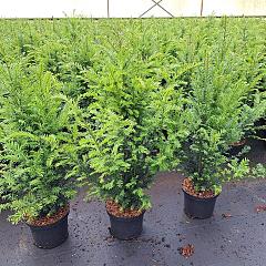 Taxus baccata