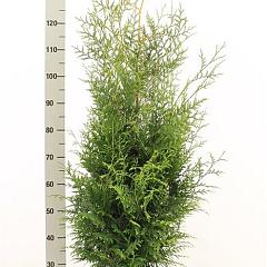 Thuja occ. 'Brabant'