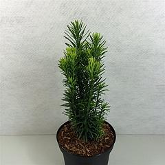 Cephalotaxus h. 'Fastigiata'