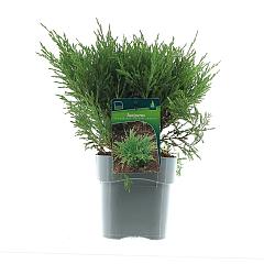 Juniperus hor. 'Andorra Compact'