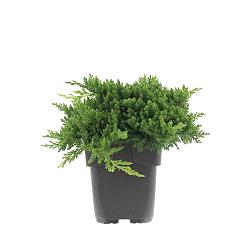 Juniperus procumbens 'Nana'