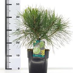 Pinus densiflora 'Alice Verkade'