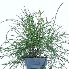 Thuja occ. 'Filiformis'