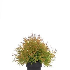 Thuja occ. 'Fire Chief'