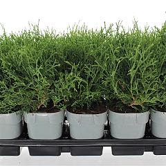 Thuja occ. 'Tiny Tim'