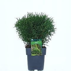 Thuja occ. 'Tiny Tim'