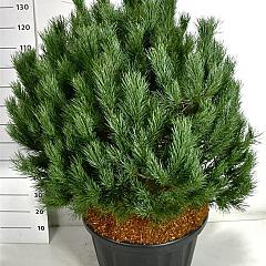 Pinus sylvestris 'Watereri'