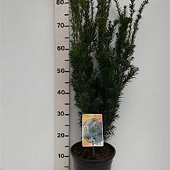 Taxus cuspidata nana