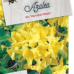 Rhododendron (AK) 'Harvest Moon'