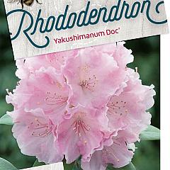 Rhododendron (Y) 'Doc'