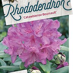 Rhododendron 'Catawb. Boursault'