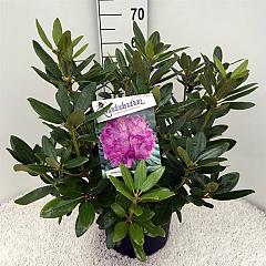 Rhododendron 'Catawb. Grandiflorum'