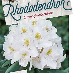 Rhododendron 'Cunningham's White'