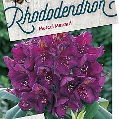 Rhododendron 'Marcel Menard'